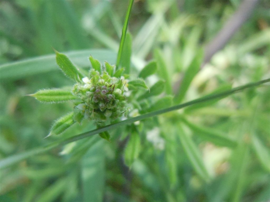 Galium aparine / Caglio asprello